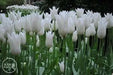 TULIP white triumphator Lily Flowering - Caribbean garden seed