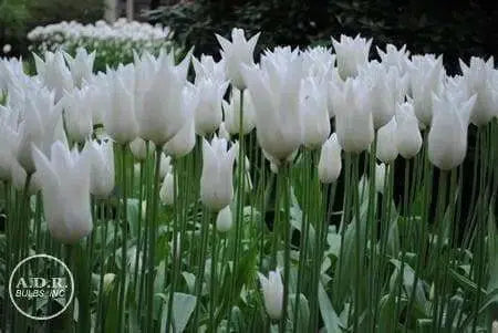TULIP white triumphator Lily Flowering - Caribbean garden seed