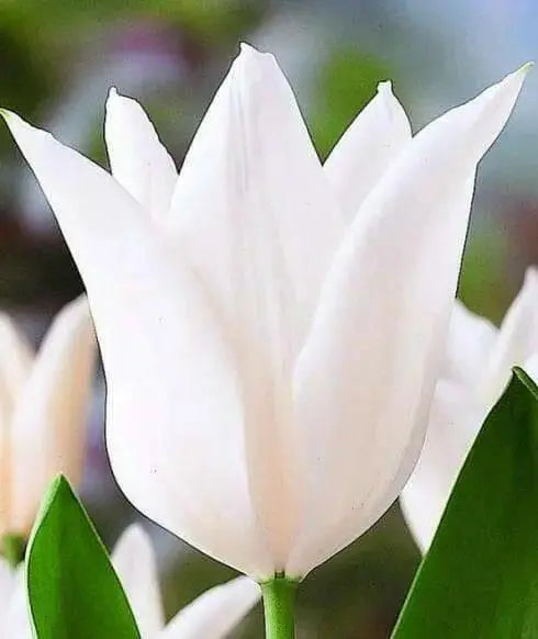 TULIP white triumphator Lily Flowering - Caribbean garden seed