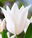 TULIP white triumphator Lily Flowering - Caribbean garden seed