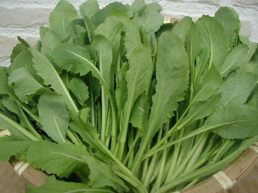 Turnip Seeds," Nozawana,Japanese, turnip green  (Brassica rapa) asian Vegetable - Caribbean garden seed