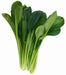 Turnip Seeds," Nozawana,Japanese, turnip green  (Brassica rapa) asian Vegetable - Caribbean garden seed