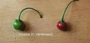 Ulupica Hot Pepper Capsicum cardenasii,10 Seeds,  FROM Bolivia , extremely rare. - Caribbean garden seed