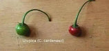 Ulupica Hot Pepper Capsicum cardenasii,10 Seeds,  FROM Bolivia , extremely rare. - Caribbean garden seed