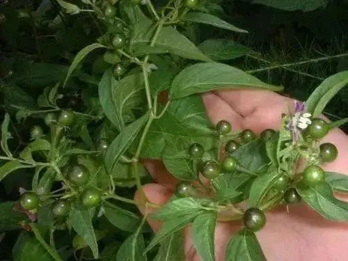 Ulupica Hot Pepper Capsicum cardenasii,10 Seeds,  FROM Bolivia , extremely rare. - Caribbean garden seed