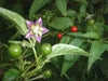 Ulupica Hot Pepper Capsicum cardenasii,10 Seeds,  FROM Bolivia , extremely rare. - Caribbean garden seed