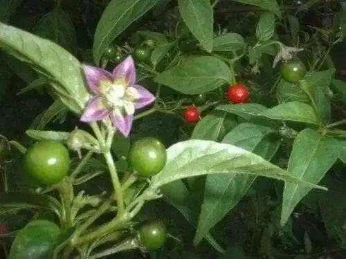 Ulupica Hot Pepper Capsicum cardenasii,10 Seeds,  FROM Bolivia , extremely rare. - Caribbean garden seed