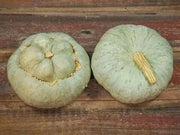 UTE Indian WINTER Squash Seeds, - Caribbean garden seed