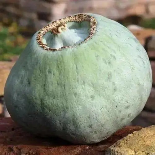 UTE Indian WINTER Squash Seeds, - Caribbean garden seed