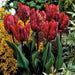 Tulip Parrot ‘Rococo’, FALL LANTING BULBS - Caribbean garden seed