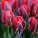 Tulip Parrot ‘Rococo’, FALL LANTING BULBS - Caribbean garden seed