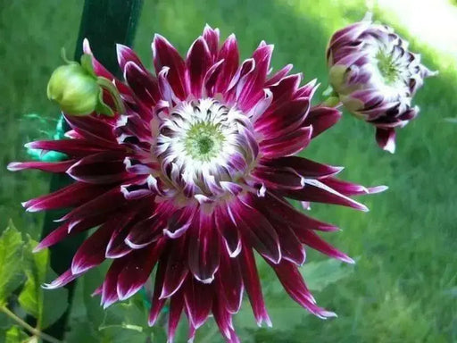 Vancouver DAHLIA DINNERPLATE ( Tuber )Perennial Flowers - Caribbean garden seed