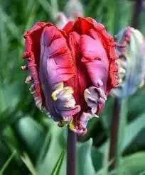 Tulip Parrot ‘Rococo’, FALL LANTING BULBS - Caribbean garden seed