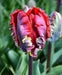 Tulip Parrot ‘Rococo’, FALL LANTING BULBS - Caribbean garden seed