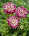 Vancouver DAHLIA DINNERPLATE ( Tuber )Perennial Flowers - Caribbean garden seed