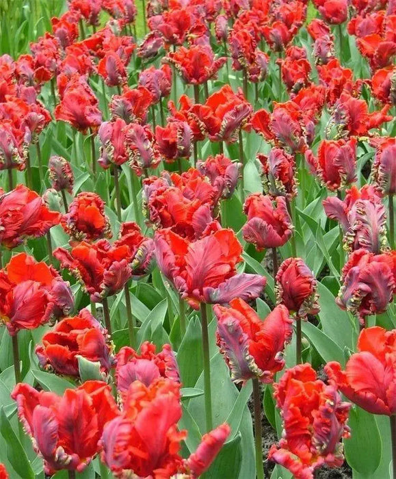 Tulip Parrot ‘Rococo’, FALL LANTING BULBS - Caribbean garden seed