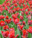 Tulip Parrot ‘Rococo’, FALL LANTING BULBS - Caribbean garden seed