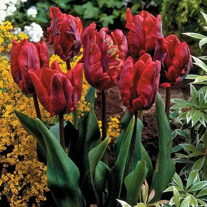 Tulip Parrot ‘Rococo’, FALL LANTING BULBS - Caribbean garden seed