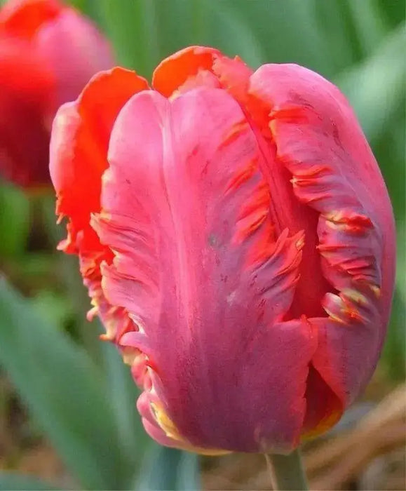 Tulip Parrot ‘Rococo’, FALL LANTING BULBS - Caribbean garden seed