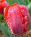Tulip Parrot ‘Rococo’, FALL LANTING BULBS - Caribbean garden seed