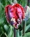 Tulip Parrot ‘Rococo’, FALL LANTING BULBS - Caribbean garden seed