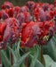 Tulip Parrot ‘Rococo’, FALL LANTING BULBS - Caribbean garden seed