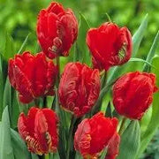 Tulip Parrot ‘Rococo’, FALL LANTING BULBS - Caribbean garden seed