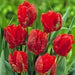 Tulip Parrot ‘Rococo’, FALL LANTING BULBS - Caribbean garden seed