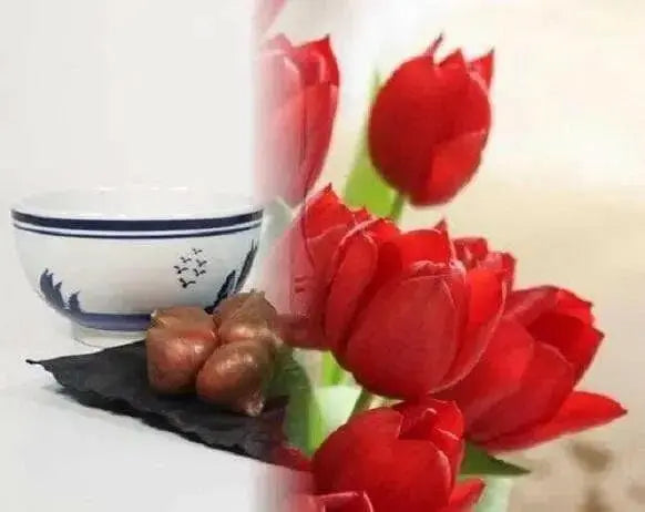 Tulip Indoor Growing Kit,\,  Great Gift - Caribbean garden seed