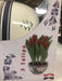 Tulip Indoor Growing Kit,\,  Great Gift - Caribbean garden seed