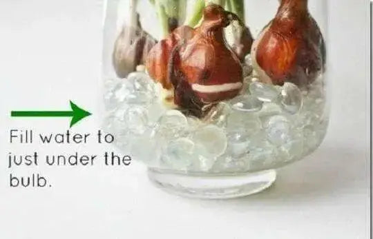 Tulip Indoor Growing Kit,\,  Great Gift - Caribbean garden seed