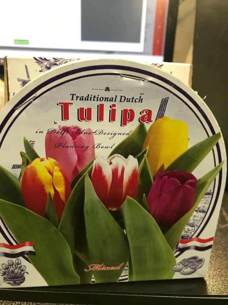 Tulip Indoor Growing Kit,\,  Great Gift - Caribbean garden seed