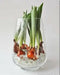 Tulip Indoor Growing Kit,\,  Great Gift - Caribbean garden seed