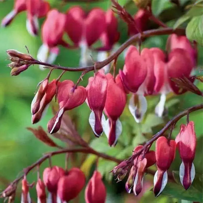 Valentine Bleeding Hearts-( 4 Roots) One of the most popular perennials for shade - Caribbean garden seed