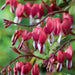 Valentine Bleeding Hearts-( 4 Roots) One of the most popular perennials for shade - Caribbean garden seed
