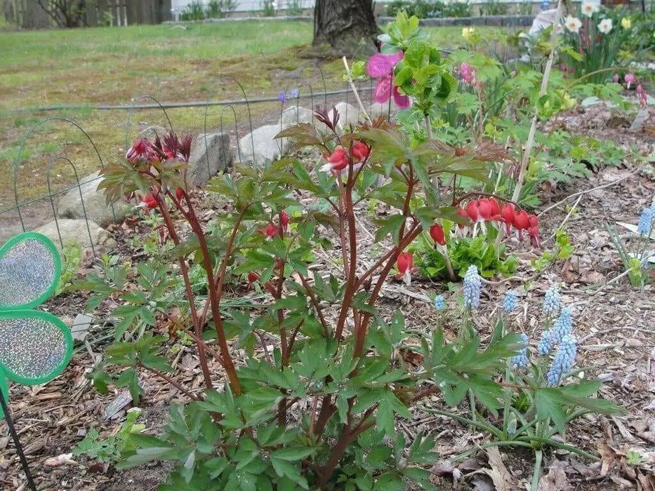 Valentine Bleeding Hearts-( 4 Roots) One of the most popular perennials for shade - Caribbean garden seed