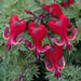 Valentine Bleeding Hearts-( 4 Roots) One of the most popular perennials for shade - Caribbean garden seed