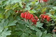 Valentine Bleeding Hearts-( 4 Roots) One of the most popular perennials for shade - Caribbean garden seed