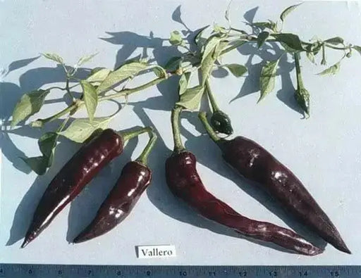 Vallero Hot Pepper Seed  (Capsicum annuum) - Caribbean garden seed
