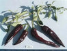 Vallero Hot Pepper Seed  (Capsicum annuum) - Caribbean garden seed