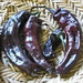Vallero Hot Pepper Seed  (Capsicum annuum) - Caribbean garden seed