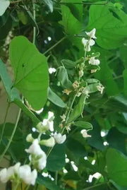 Valor Bean Seeds, LABLAB, (bush BEAN) (Asian Vegetables) White Flowers VINE - Caribbean garden seed