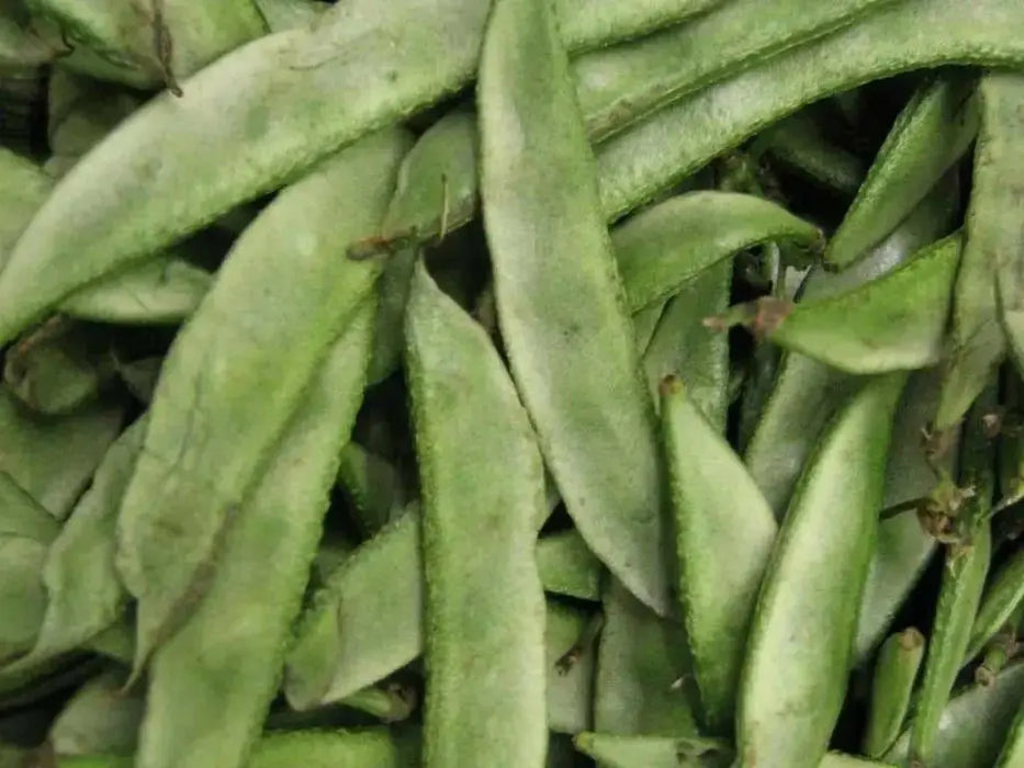 Valor Bean Seeds, LABLAB, (bush BEAN) (Asian Vegetables) White Flowers VINE - Caribbean garden seed