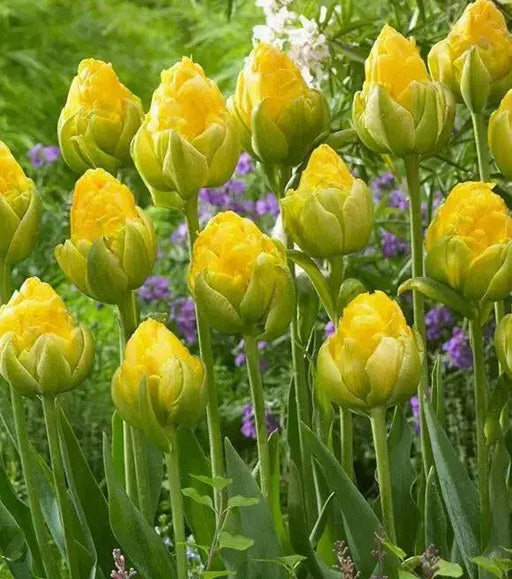 vanilla coup Tulip bulbs,Peony-shaped tulip ,FALL PLANTING - Caribbean garden seed