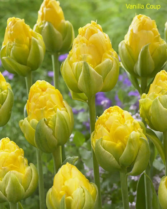 vanilla coup Tulip bulbs,Peony-shaped tulip ,FALL PLANTING - Caribbean garden seed