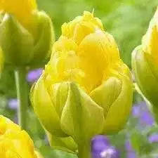 vanilla coup Tulip bulbs,Peony-shaped tulip ,FALL PLANTING - Caribbean garden seed
