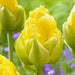vanilla coup Tulip bulbs,Peony-shaped tulip ,FALL PLANTING - Caribbean garden seed