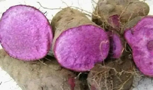 UBE Filipino Purple yam, JAMAICAN MOONSHINE,YAM ,Indian Ratalu - Caribbean garden seed