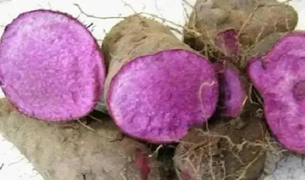 UBE Filipino Purple yam, JAMAICAN MOONSHINE,YAM ,Indian Ratalu - Caribbean garden seed