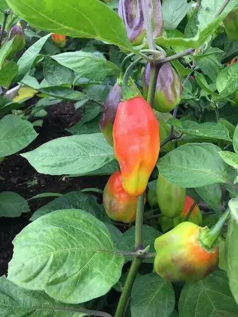Venezuelan Tiger ,Hot Pepper seeds, (Capsicum chinense) very hot - Caribbean garden seed